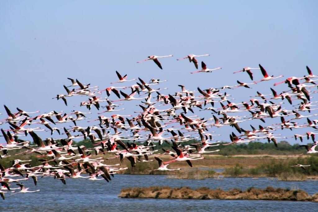 Entre Mer Et Garrigue Saint-Pierre-la-Mer  ภายนอก รูปภาพ